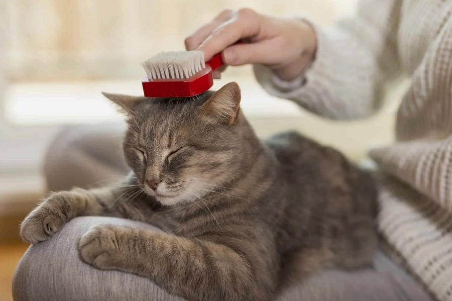 What Pet Owners Should Not Do When Taking Their Cat for A Grooming Session